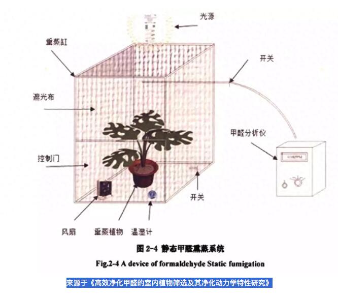 公司用綠蘿除甲醛，到底靠不靠譜？