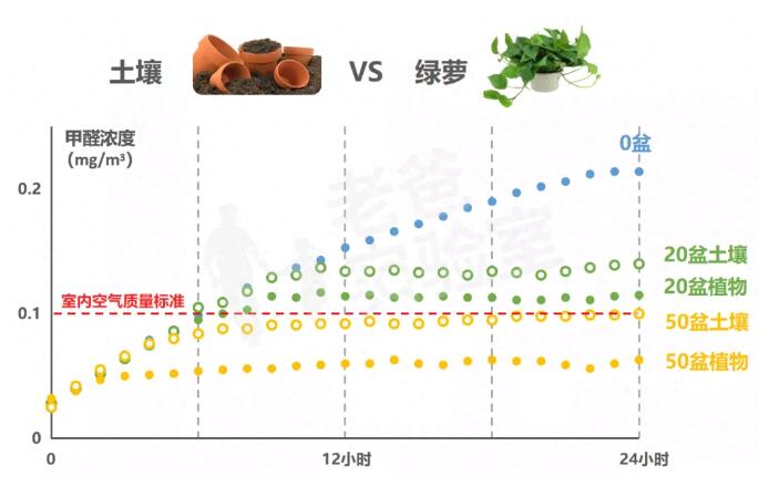 公司用綠蘿除甲醛，到底靠不靠譜？