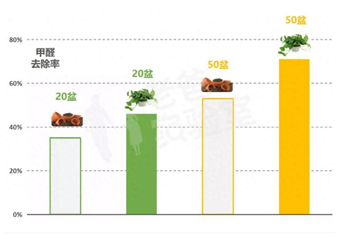 公司用綠蘿除甲醛，到底靠不靠譜？